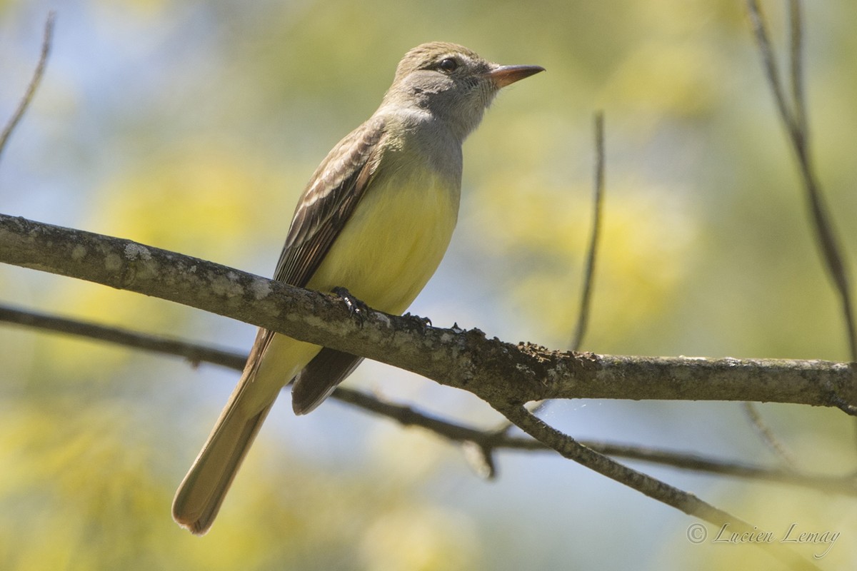 Great Crested Flycatcher - ML58385141