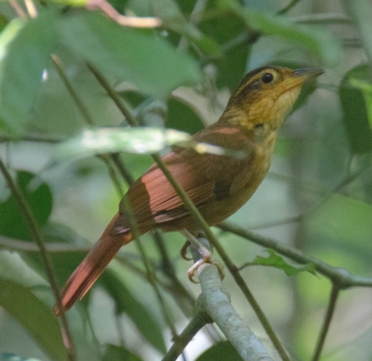 Fawn-throated Foliage-gleaner - Ichi Wildlife Tours