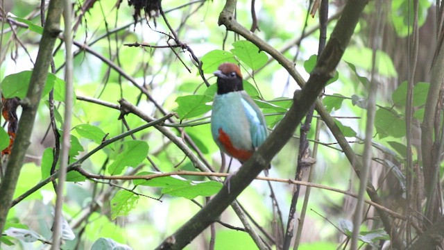 Western Hooded Pitta - ML583851591