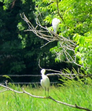 Snowy Egret - ML583852861