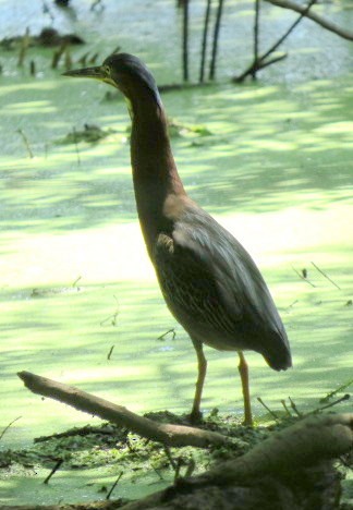 Green Heron - ML583852901