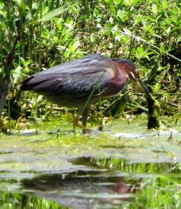 Green Heron - ML583852981