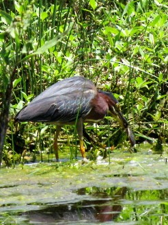 Green Heron - ML583853021