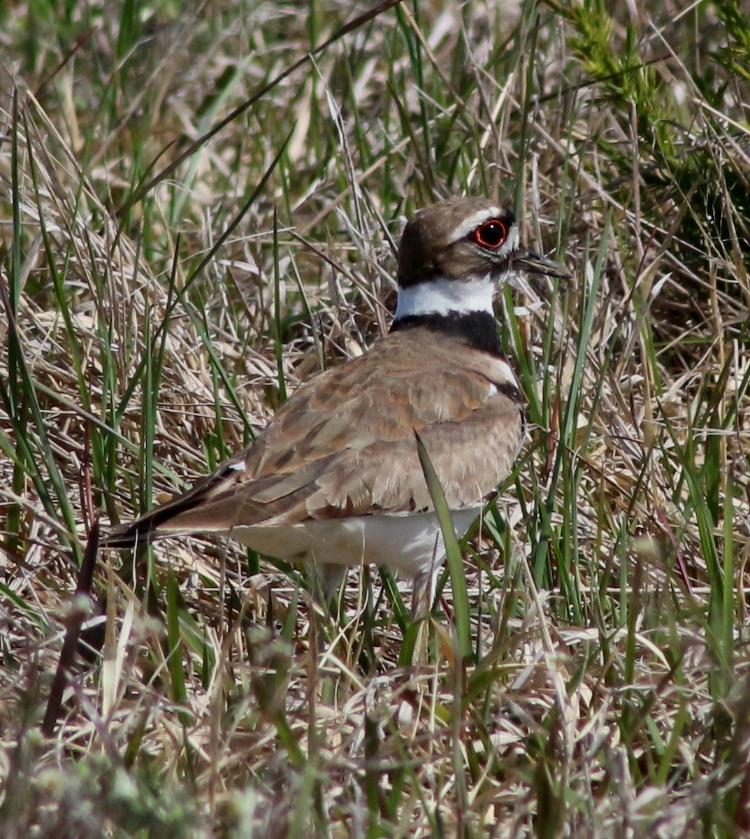 Killdeer - ML58385341