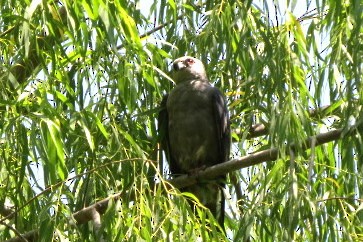 Mississippi Kite - ML583853811