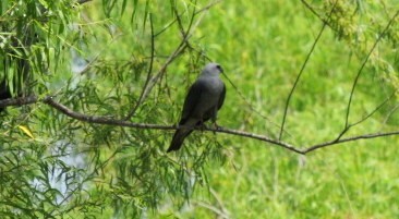 Mississippi Kite - ML583853821