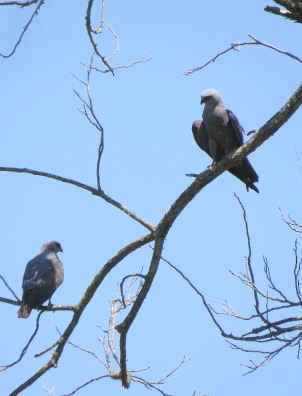 Mississippi Kite - ML583853841