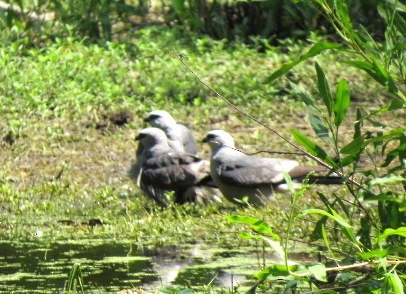 Mississippi Kite - ML583853861