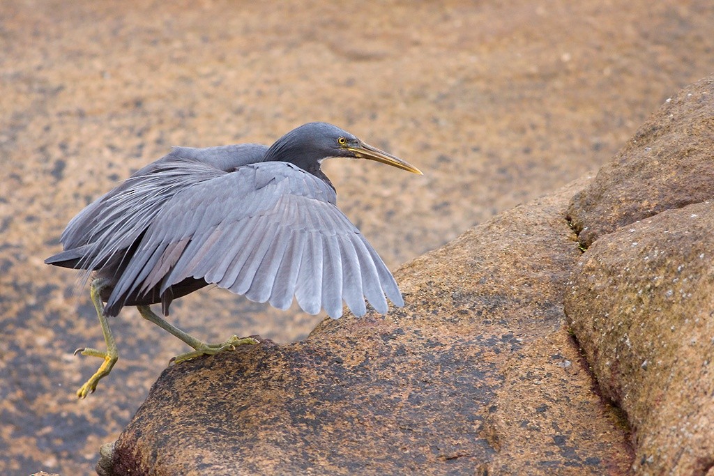 Pacific Reef-Heron - Chen Hai