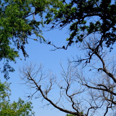 Mississippi Kite - ML583853981