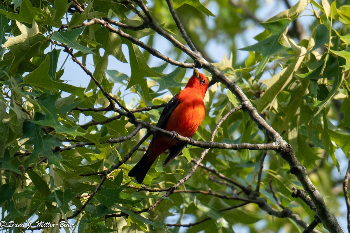 Scarlet Tanager - ML583855041