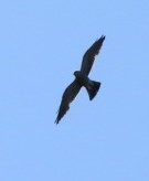 Mississippi Kite - ML583855251