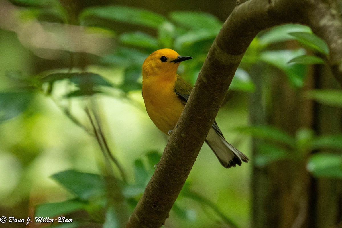 Prothonotary Warbler - ML583856321