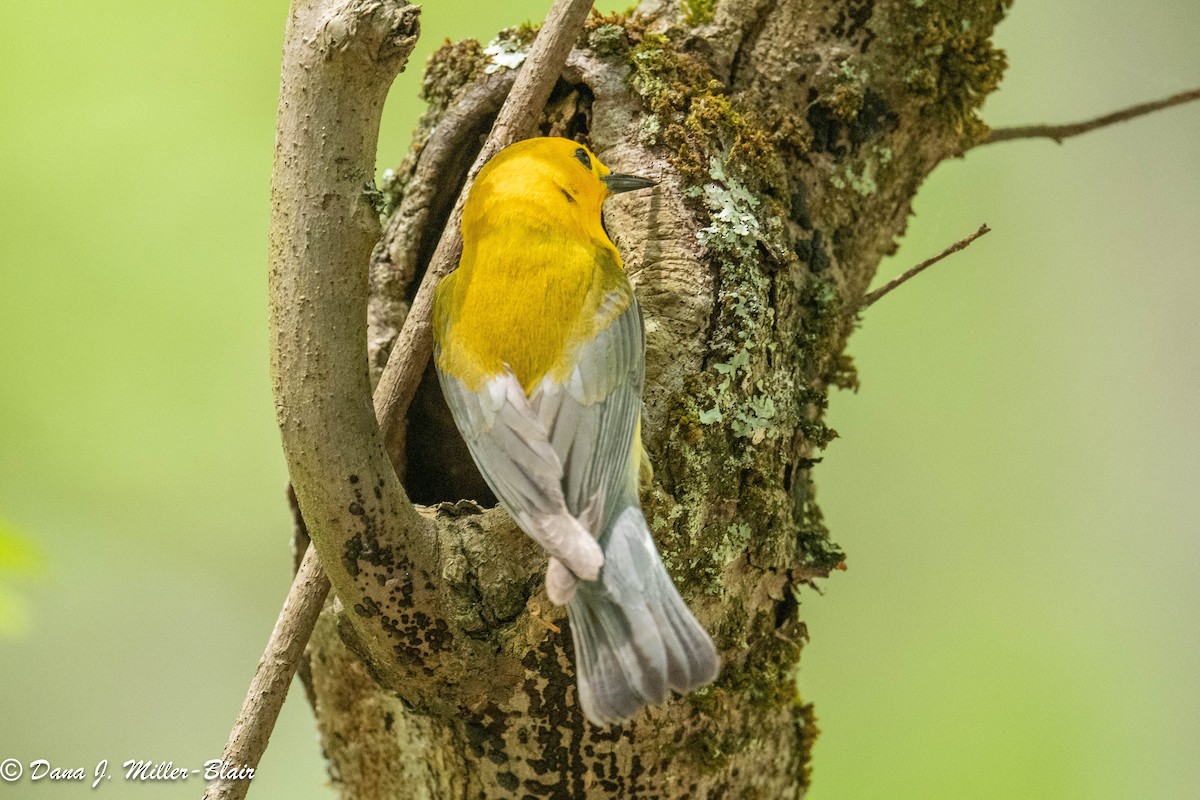 Prothonotary Warbler - ML583856331
