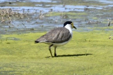 Masked Lapwing - Russell Waugh