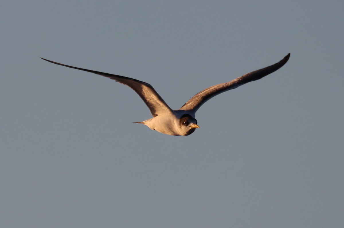 Great Crested Tern - ML583857411