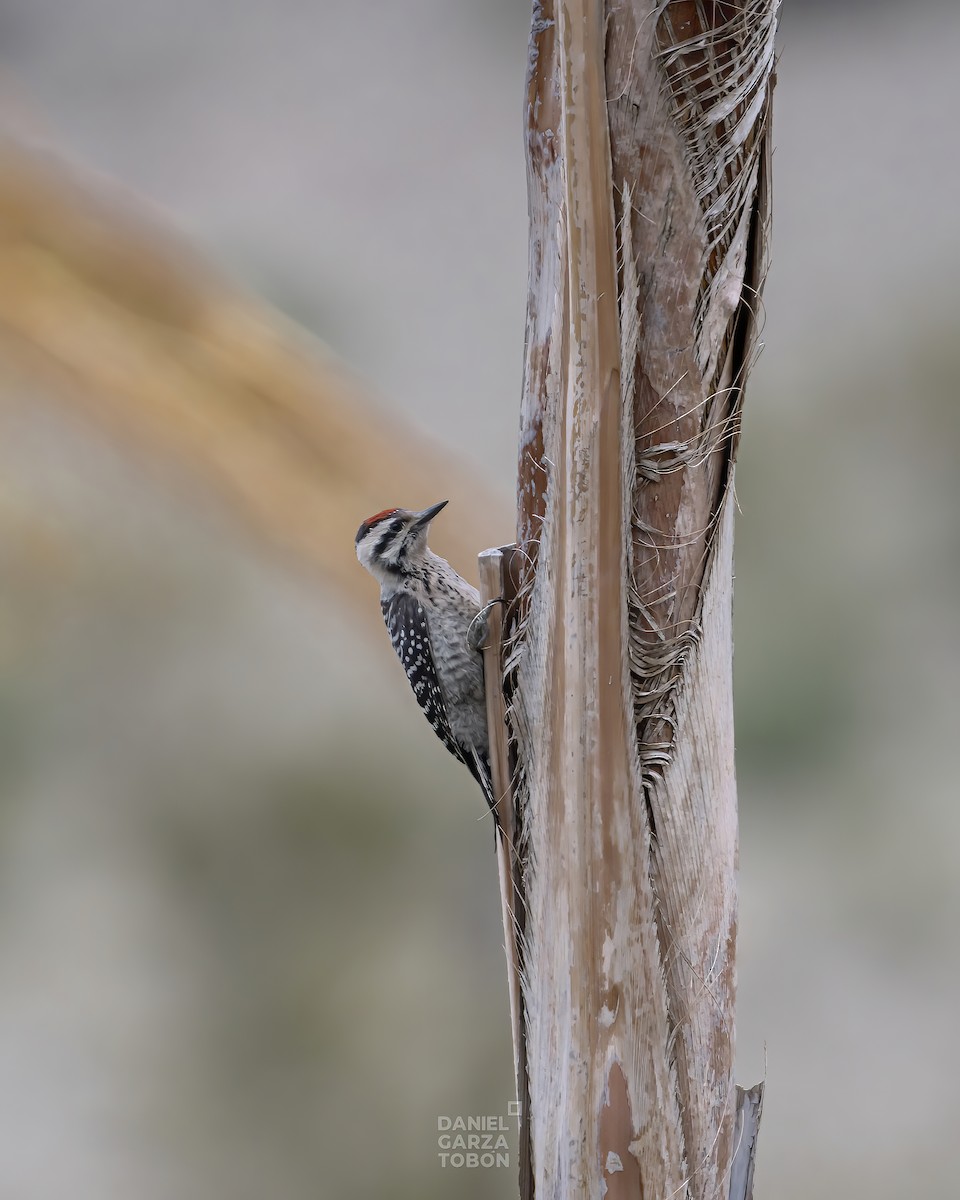 Ladder-backed Woodpecker - ML583859071