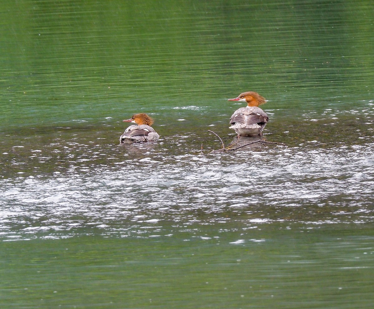 Common Merganser - ML583859081