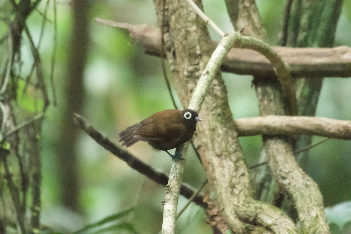 Bare-eyed Antbird - ML583860431