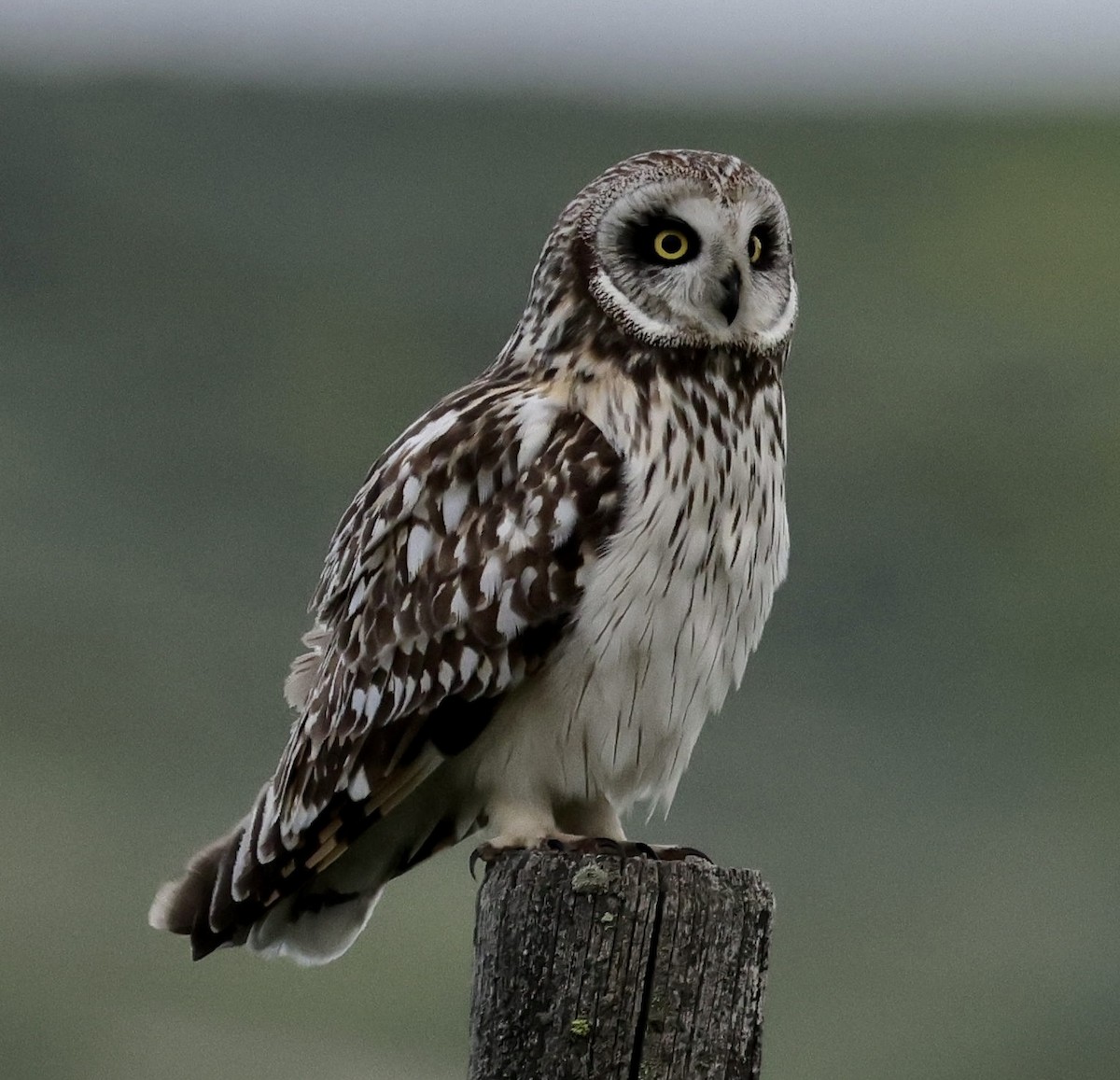 Short-eared Owl - Dave Benes