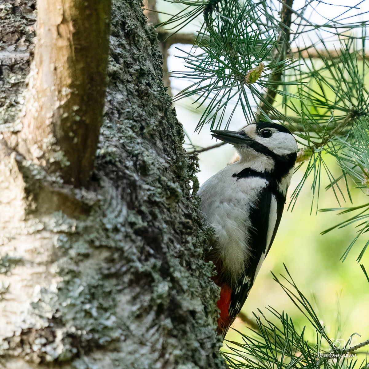 Great Spotted Woodpecker - ML583861241
