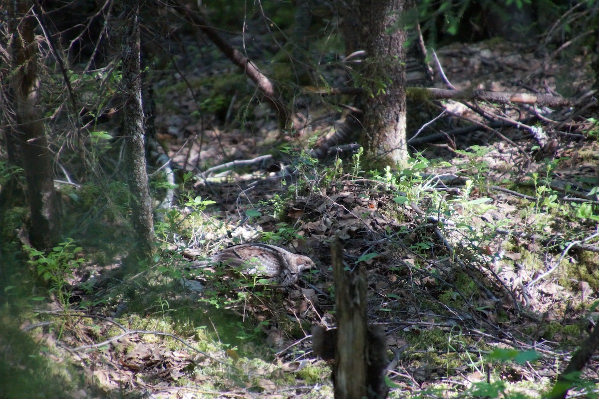 Hazel Grouse - ML583861281