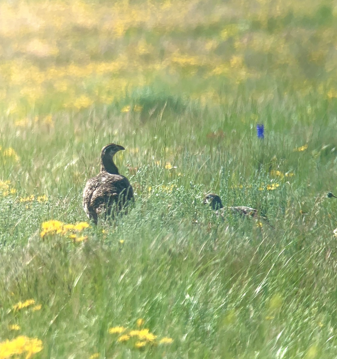 Greater Sage-Grouse - ML583861971