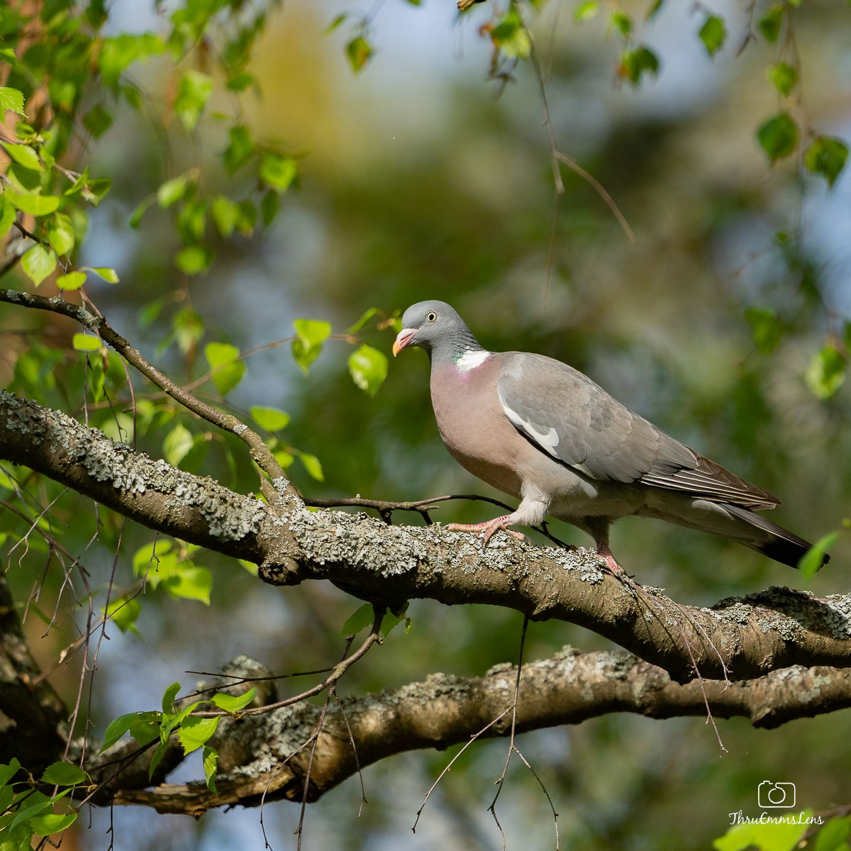 Common Wood-Pigeon - ML583862521