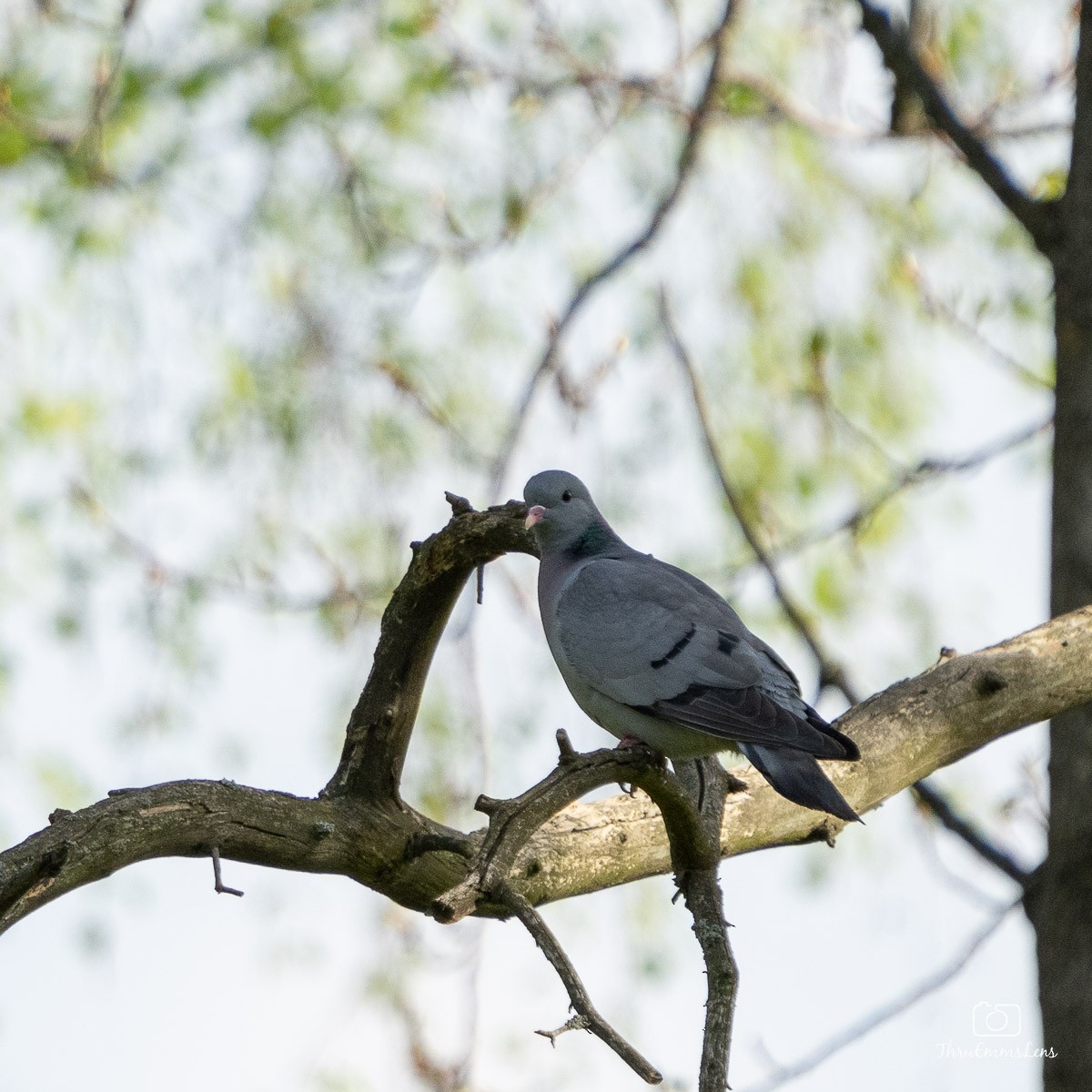 Stock Dove - ML583862681