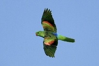Краснокрылый попугай - ML583862731