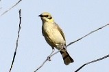 Gray-fronted Honeyeater - ML583863031