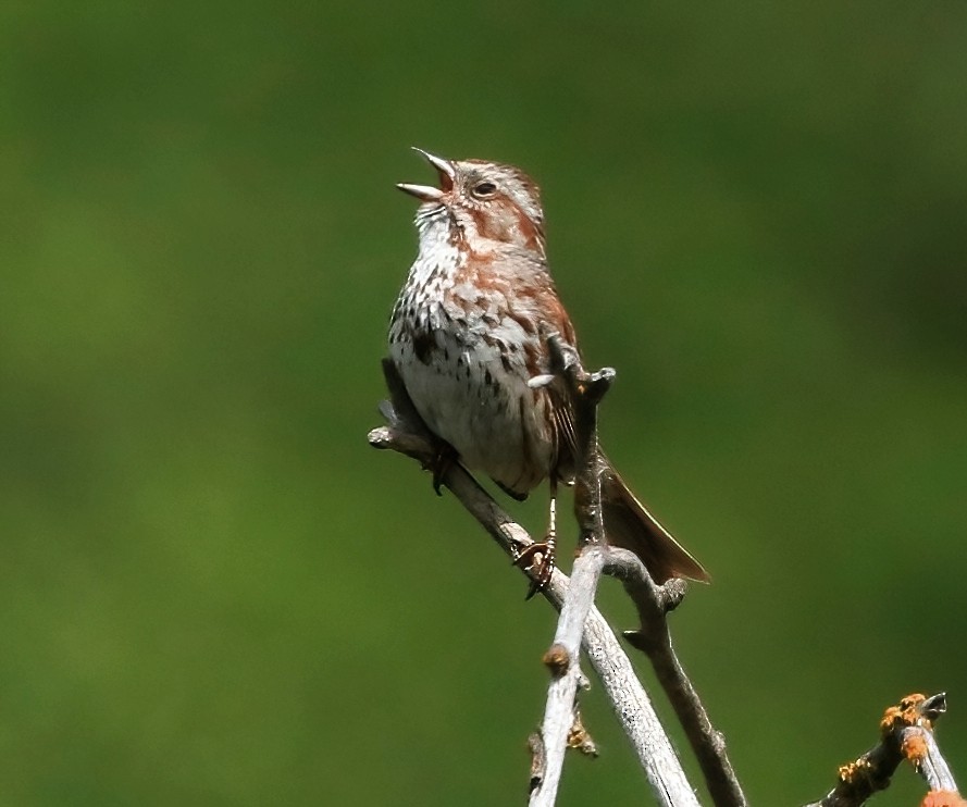 Song Sparrow - Mark  Ludwick