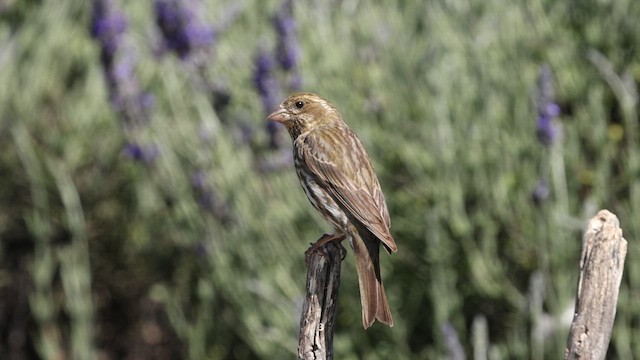 Purple Finch (Western) - ML583864151