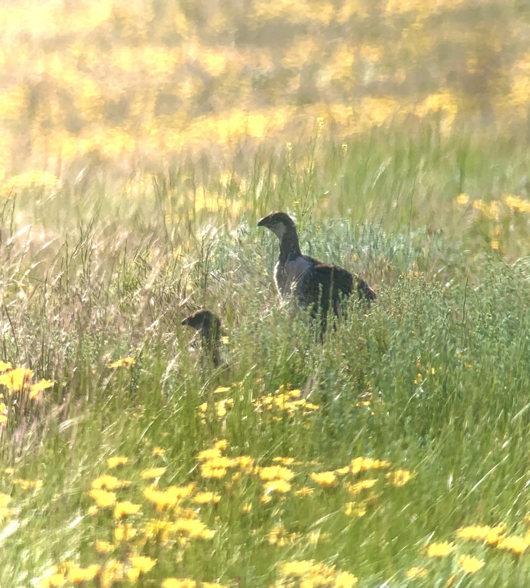 Greater Sage-Grouse - ML583866271