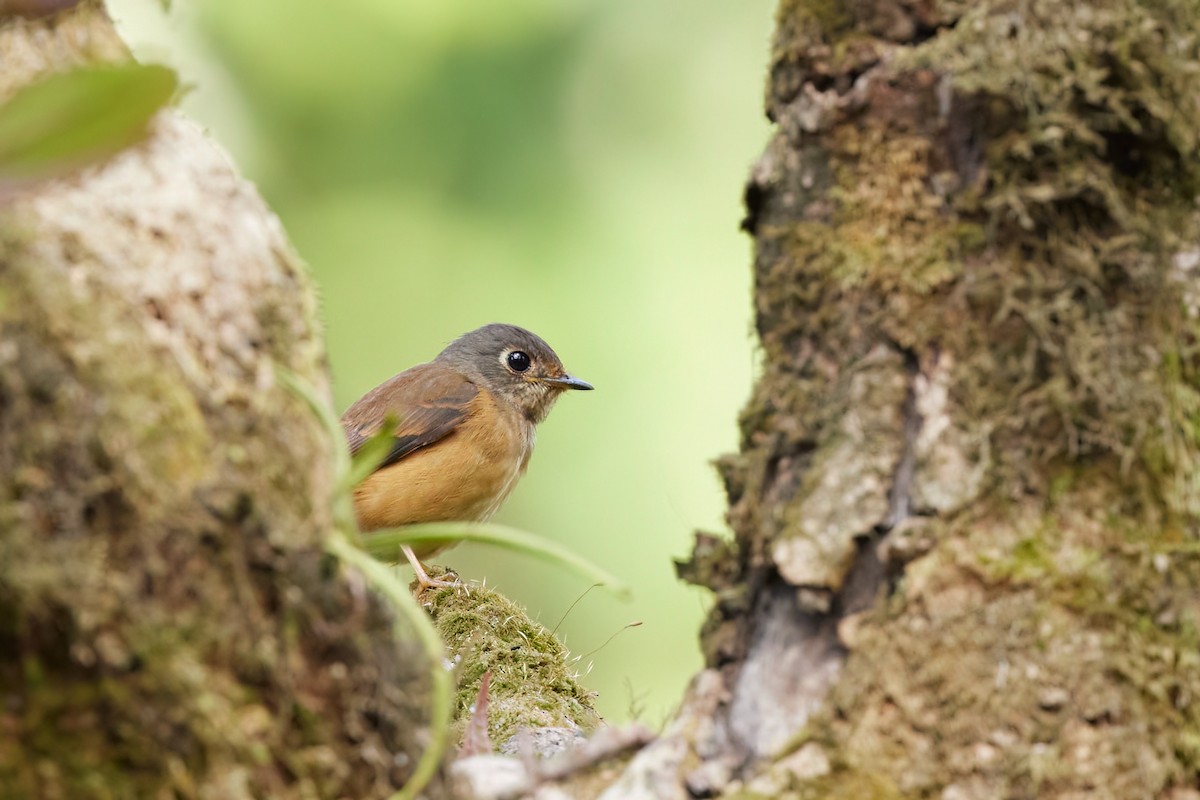 Ferruginous Flycatcher - ML583866741