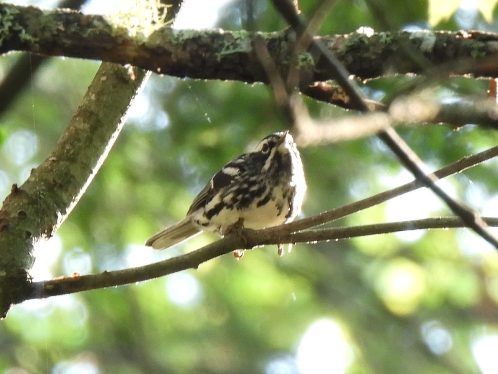 Black-and-white Warbler - ML583868401