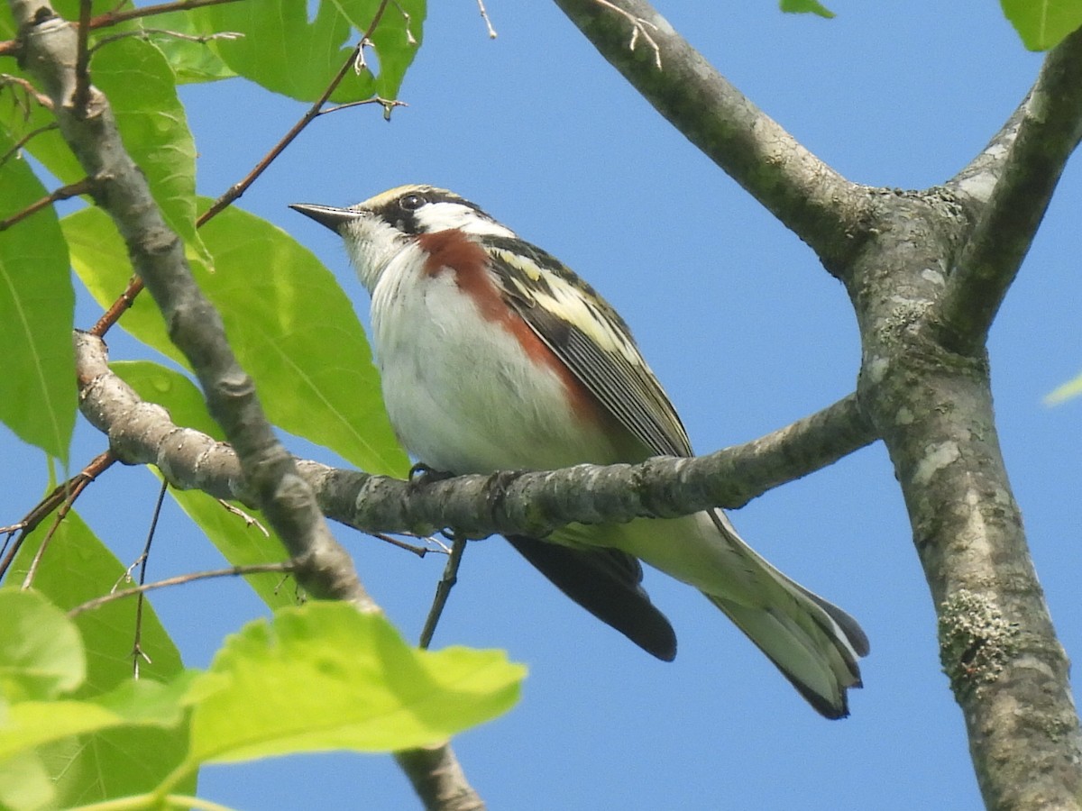 Chestnut-sided Warbler - ML583868451