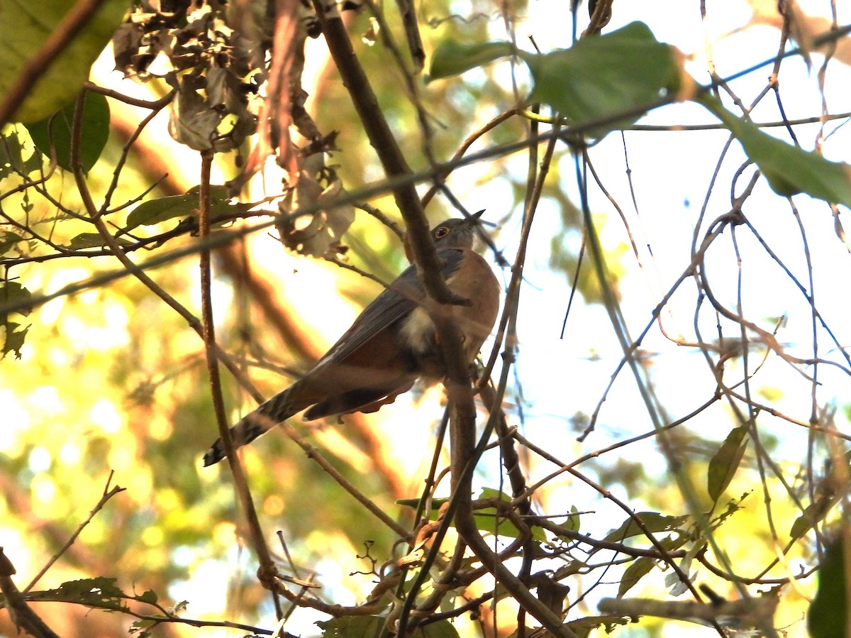 Fan-tailed Cuckoo - ML583869131