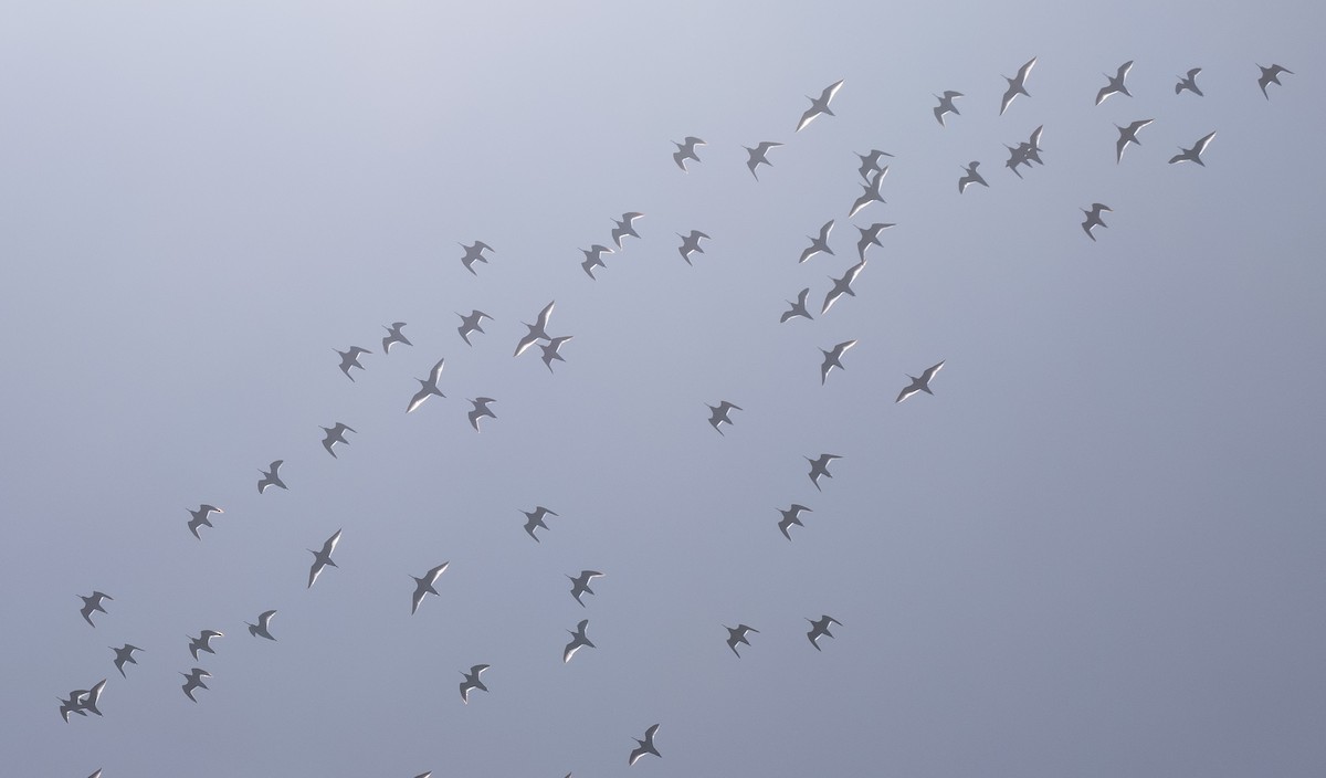 Short-billed Dowitcher - ML583869681