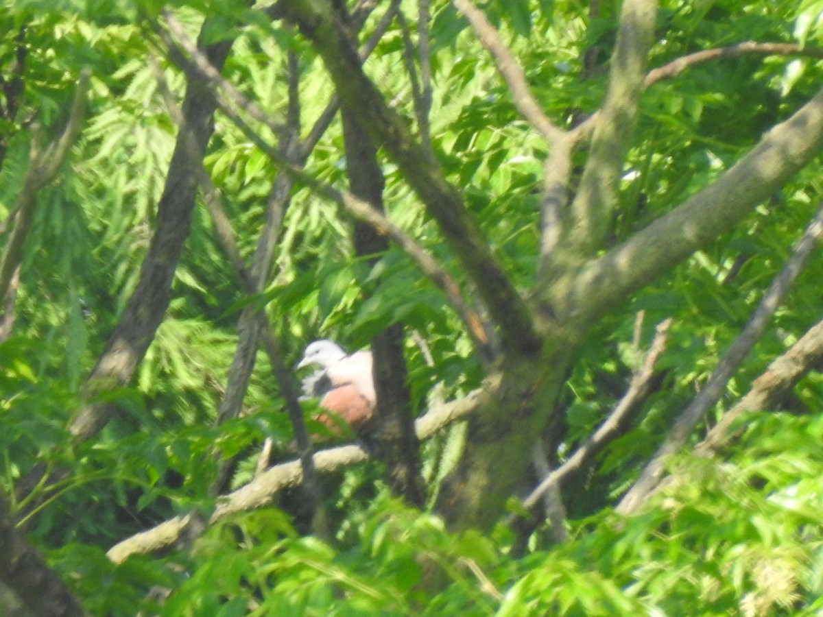 Red Collared-Dove - ML583869931