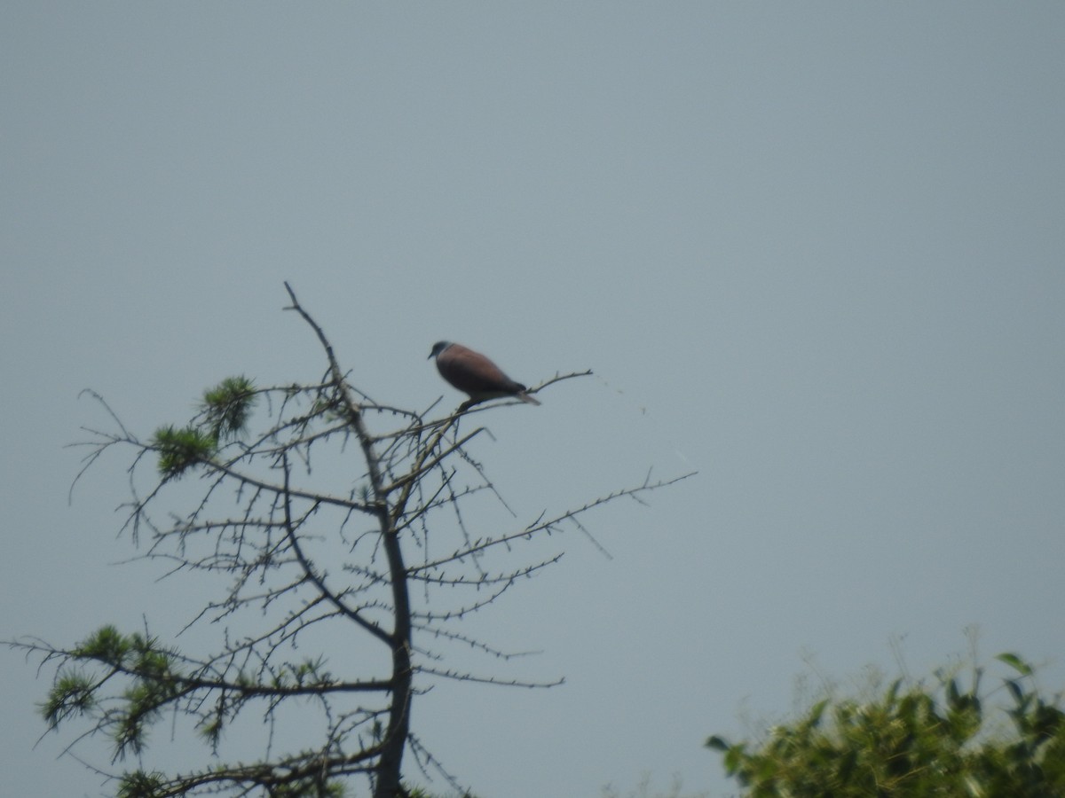 Red Collared-Dove - ML583870011