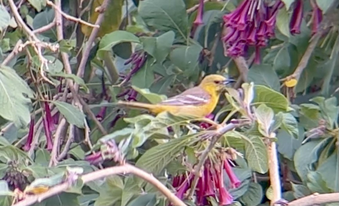 Hooded Oriole - Lyla Arum