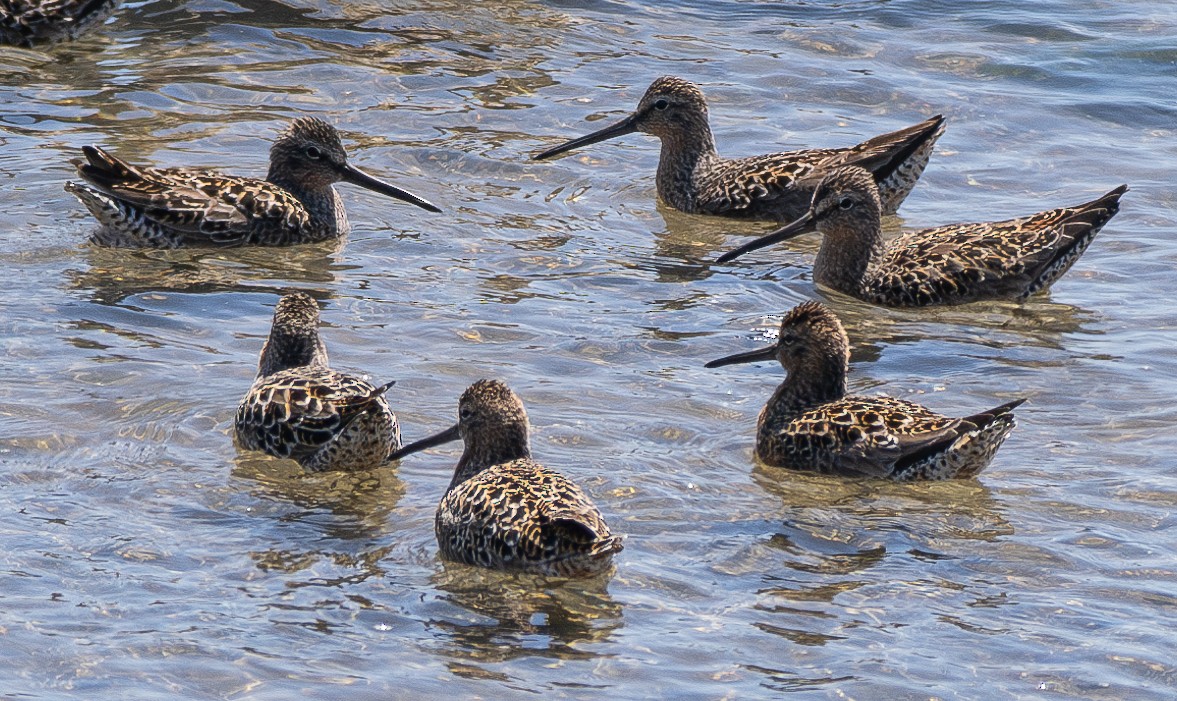 Short-billed Dowitcher - ML583870121