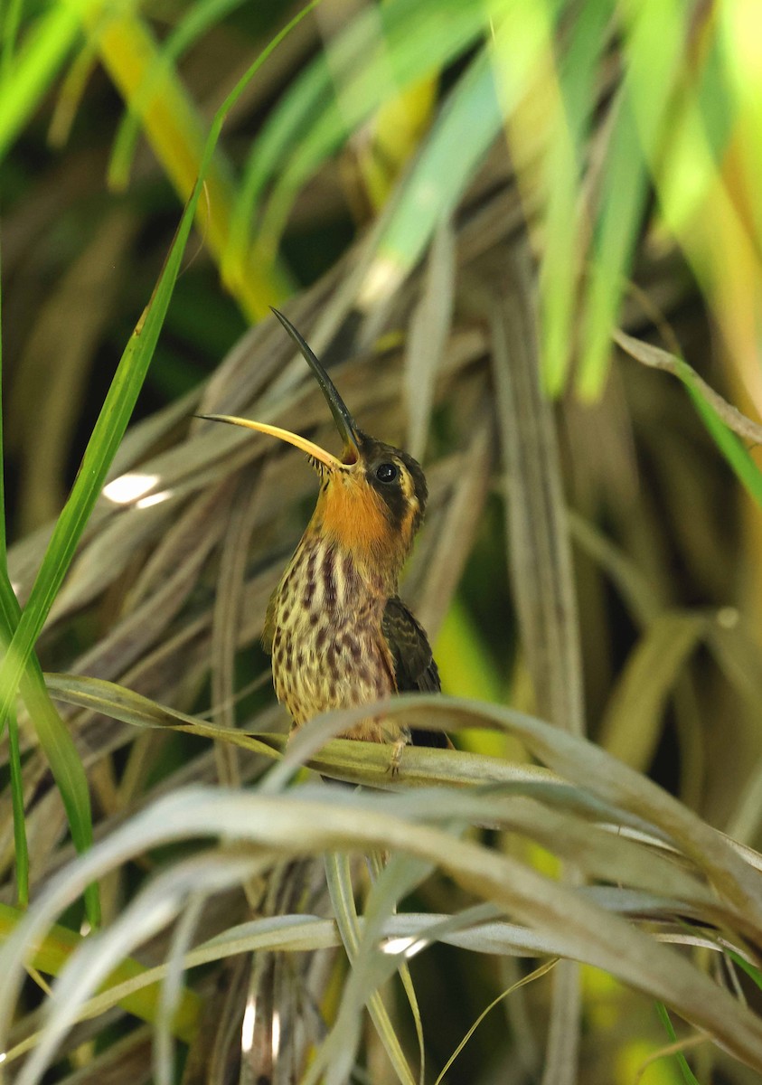 Saw-billed Hermit - ML583871461