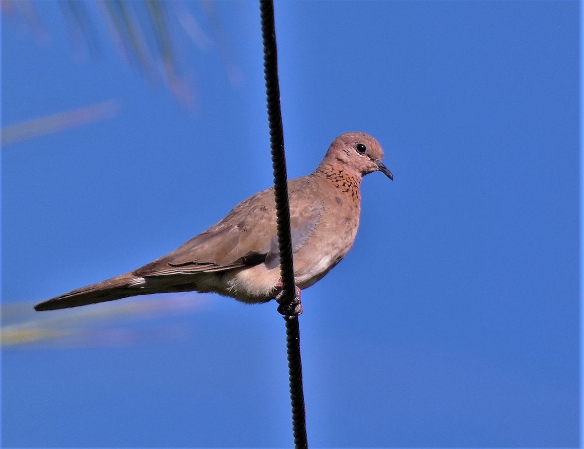 Laughing Dove - ML583871551