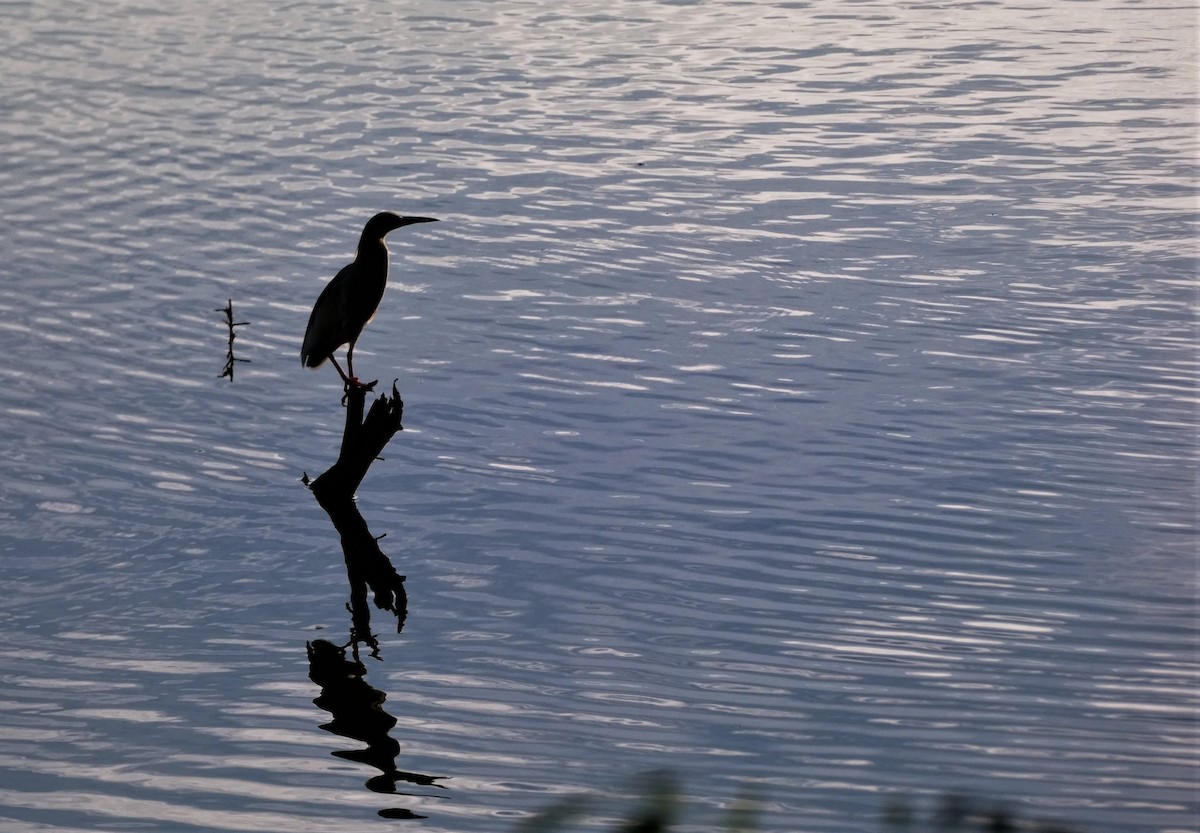 Indian Pond-Heron - ML583871691