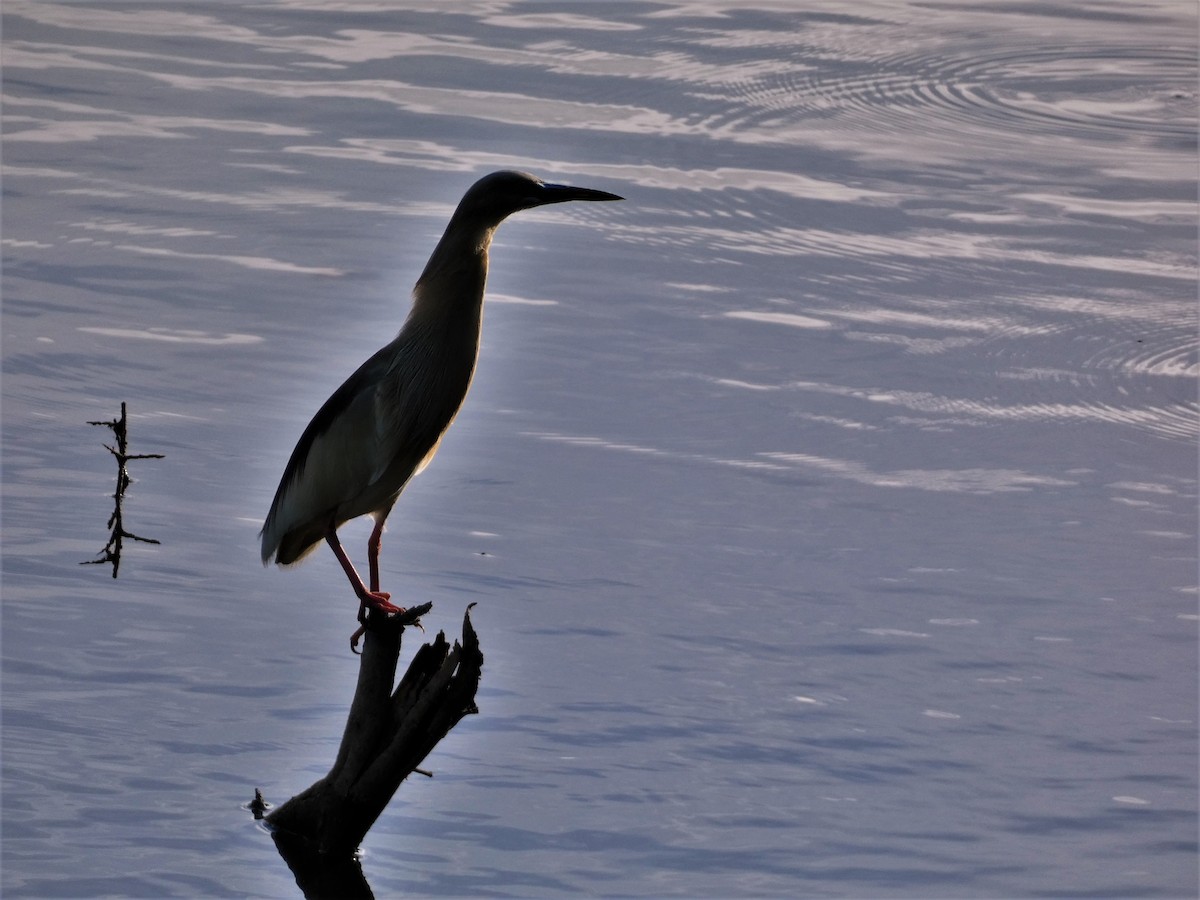 Indian Pond-Heron - ML583871701