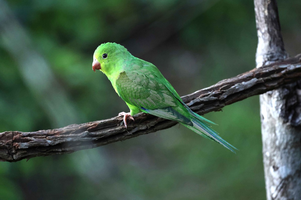 tirika zelený - ML583872761