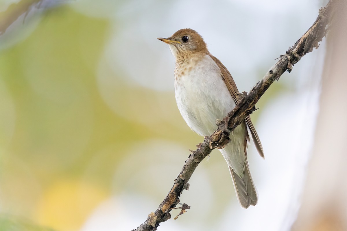 Veery - ML583873201