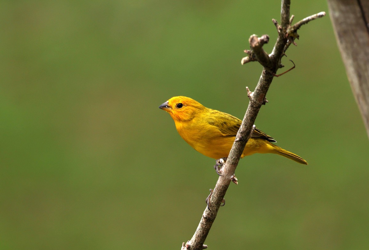 Saffron Finch - ML583873771